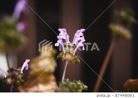 ホトケノザ 87448061