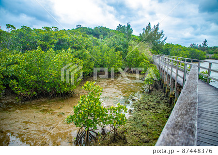 宮古島　 島尻マングローブ 87448376
