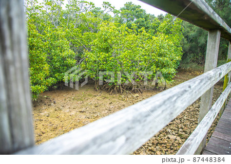 宮古島　 島尻マングローブ 87448384