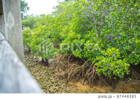 宮古島　 島尻マングローブ 87448385