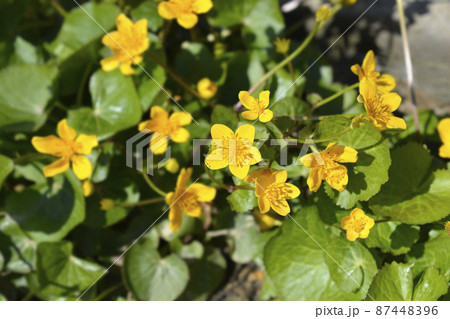 Marsh Marigold 87448396