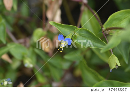 Asiatic dayflower Asiatic dayflower 87448397