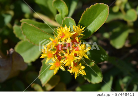 Orange Stonecrop Weihenstephaner Gold Orange Stonecrop Weihenstephaner Gold 87448411