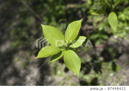 Stiff dogwood Stiff dogwood 87448422