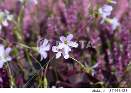 Purple shamrock Purple shamrock 87448423