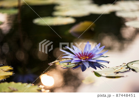 purple lotus flower on pond with sunset bokeh purple lotus flower on pond with sunset bokeh 87448451