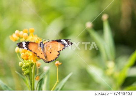 orange monarch butterfly on yellow flower 87448452