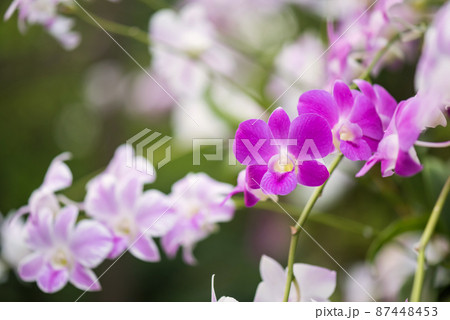 beautiful purple orchid flower bloom in spring garden beautiful purple orchid flower bloom in spring garden 87448453