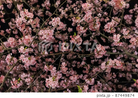 静岡県河津町の満開に咲く河津桜ライトアップ 87449874