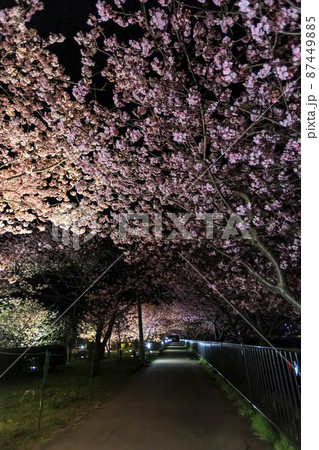 静岡県河津町の満開に咲く河津桜ライトアップ 87449885
