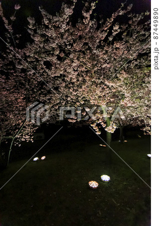 静岡県河津町の満開に咲く河津桜ライトアップ 静岡県河津町の満開に咲く河津桜ライトアップ 87449890