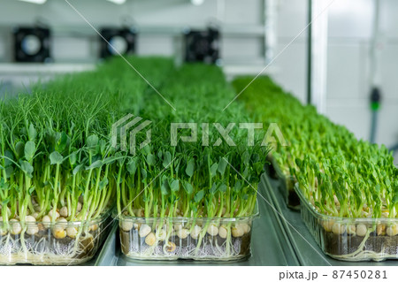 Growing seeds in a greenhouse. Micro-greenery farm. Production of environmentally friendly vitamin nutrition, blurred focus Growing seeds in a greenhouse. Micro-greenery farm. Production of environmentally friendly vitamin nutrition, blurred focus 87450281