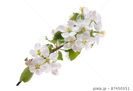 apple tree flowers isolated apple tree flowers isolated 87450351