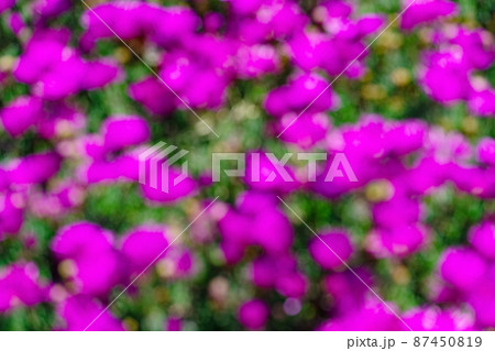 Blurry magenta flowers blooming on blurred meadow 87450819