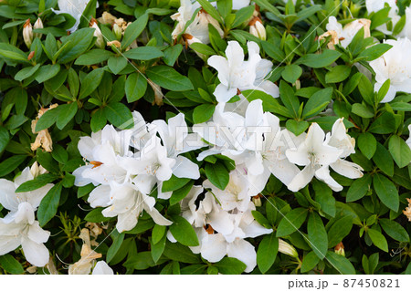 Jasmine flowers blossoming on green shrub flowering plant 87450821