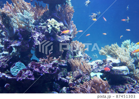 珊瑚と熱帯魚 87451303