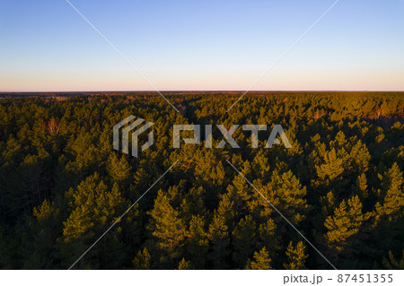 Drone photo of forests and groves in golden time 87451355