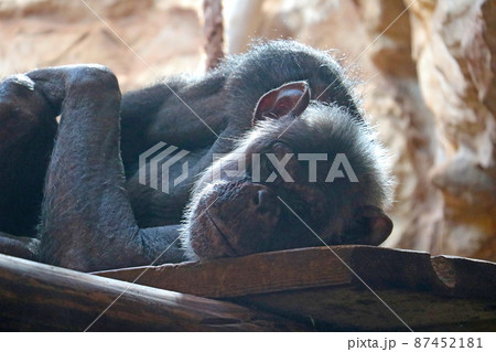 Close-up of a lying chimpanzee in a tree. 87452181