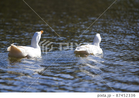 Two white big geese peacefully swimming together floating on the surface of quiet clear blue water. Beauty of birds, domestic poultry farming and wild life protection concept. Two white big geese peacefully swimming together floating on the surface of quiet clear blue water. Beauty of birds, domestic poultry farming and wild life protection concept. 87452336