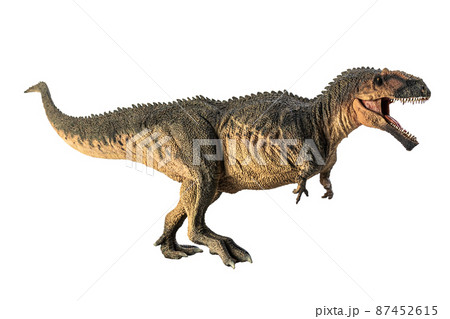 Giganotosaurus , dinosaur on white background . Giganotosaurus , dinosaur on white background . 87452615