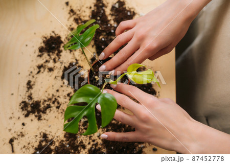 Closeup high-angle view of unrecognizable young woman gardener in apron working with ground transplanting pot plants at table in home. Female florist planting flowers in own floral shop in greenhouse 87452778