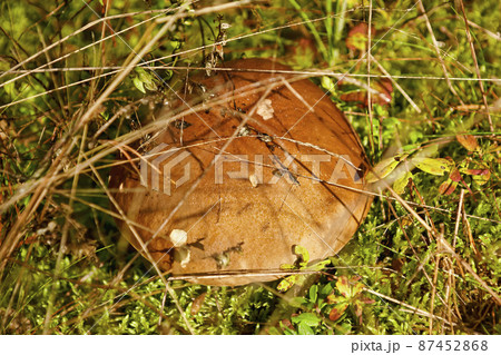 Mushroom in the forest 87452868