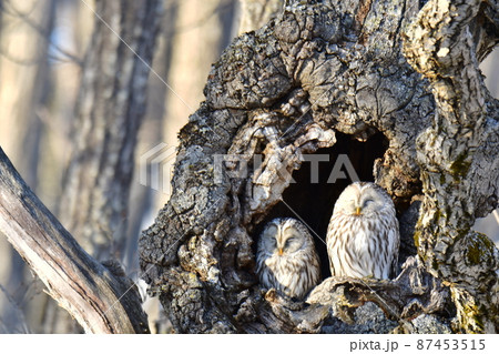 木の穴にとまる2羽のフクロウの写真素材 [87453515] - PIXTA