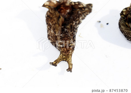 アメフラシ 87453870