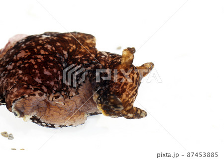 アメフラシ アメフラシ 87453885