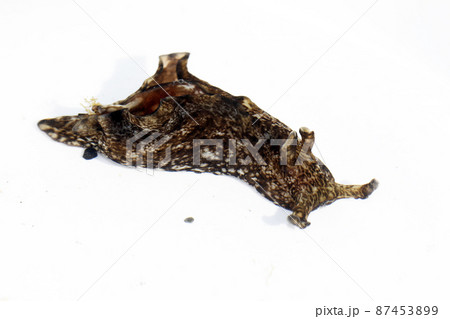 アメフラシ アメフラシ 87453899