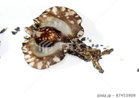 アメフラシ アメフラシ 87453909