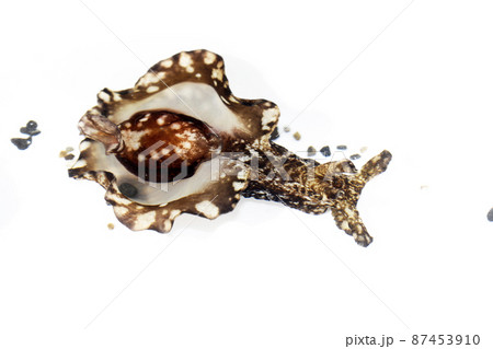 アメフラシ アメフラシ 87453910