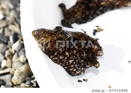 アメフラシ 87453946