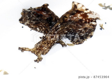 アメフラシ 87453964