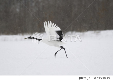 降雪の中を飛び立つタンチョウ 87454039