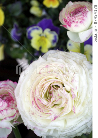 白色にピンクの混じったラナンキュラスの花びら 白色にピンクの混じったラナンキュラスの花びら 87454178