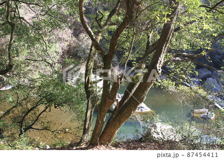 大阪高槻摂津峡の初春の風景 大阪高槻摂津峡の初春の風景 87454411