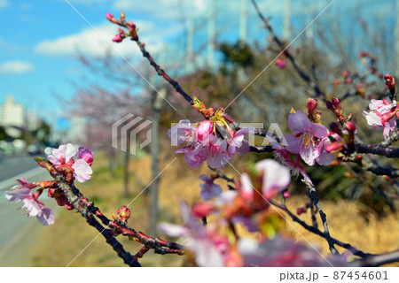 しらこ桜 河津桜 国道沿いに咲く一重咲きで紅紫色の早咲きの桜の写真素材