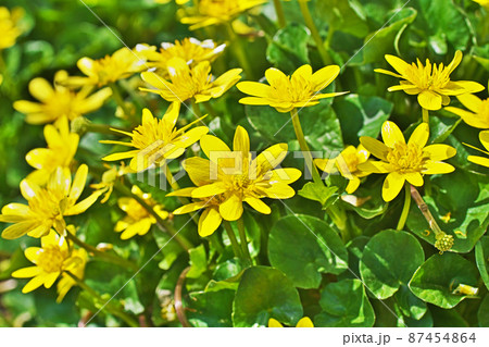 黄色いキクザキリュウキンカの花（三月） 87454864
