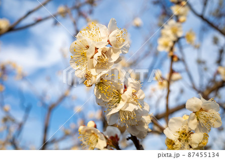 早春の青空の下で開花する白い梅の花　a-1 87455134