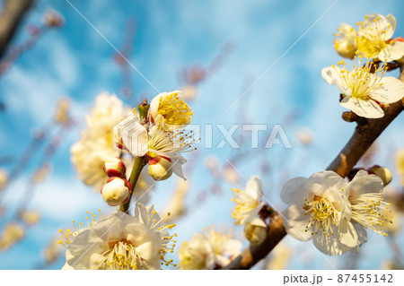 早春の青空の下で開花する白い梅の花 b-2 ライトカラー 早春の青空の下で開花する白い梅の花 b-2 ライトカラー 87455142