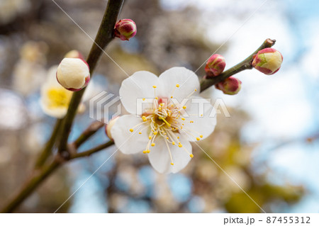 木々の下で開花する白い梅の花 a-1 木々の下で開花する白い梅の花 a-1 87455312