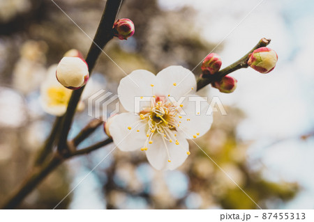 木々の下で開花する白い梅の花　a-2 フィルム調 87455313