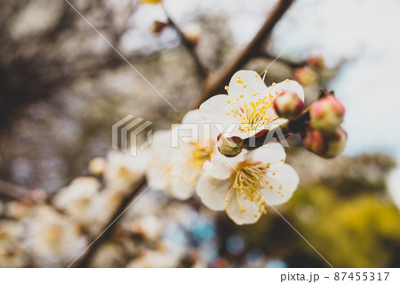 木々の下で開花する白い梅の花 c-2 フィルム調 木々の下で開花する白い梅の花 c-2 フィルム調 87455317