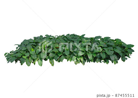 Green leaves plant bush ( Peace lily - Spathiphyllum Lanceifolium ) Green leaves plant bush ( Peace lily - Spathiphyllum Lanceifolium ) 87455511