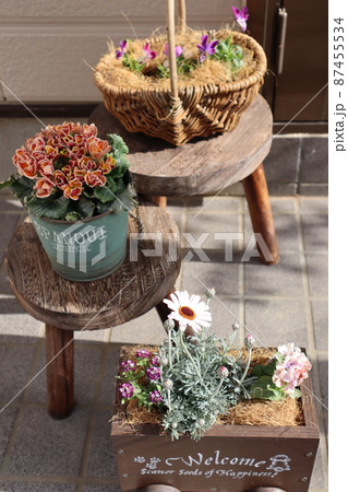玄関前の春花の寄せ植え 87455534