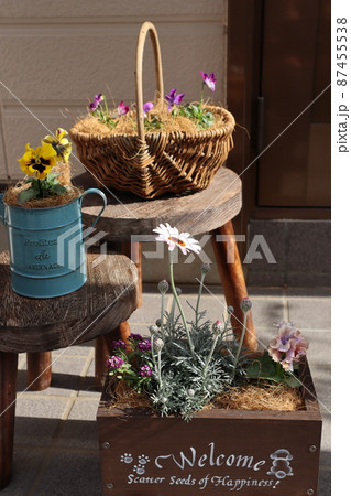 玄関前の春花の寄せ植え 玄関前の春花の寄せ植え 87455538