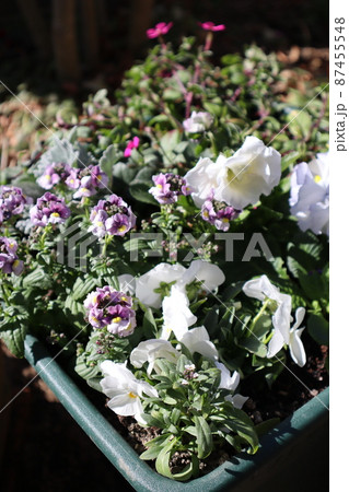 フリルパンジー春の花寄せ植え フリルパンジー春の花寄せ植え 87455548