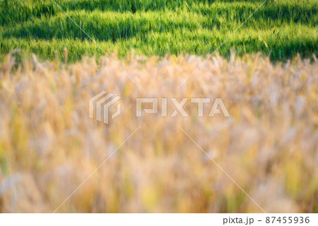 barley field in sunset 87455936