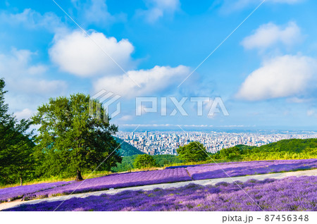 北海道札幌市 幌見峠展望駐車場 ~ラベンダー畑~ 北海道札幌市 幌見峠展望駐車場 ~ラベンダー畑~ 87456348